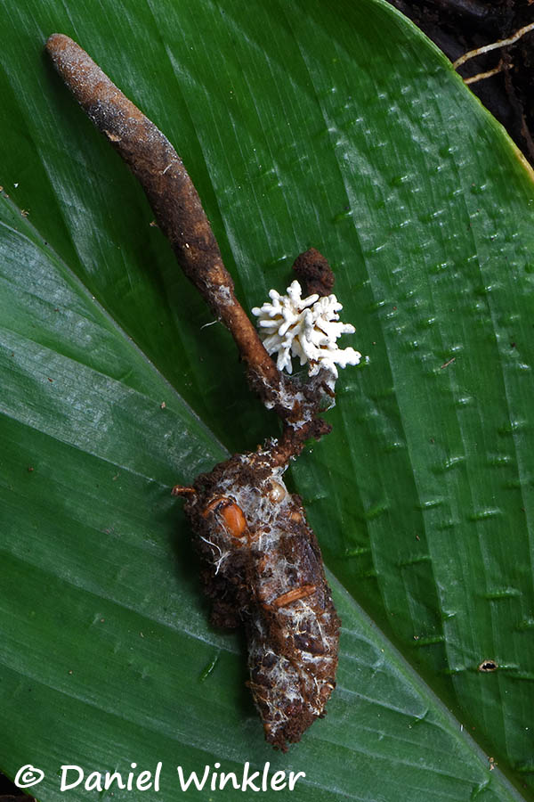 Ophiocordyceps yakushimensis found in Hachijo Jima, Japan